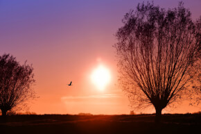 Comme un petit oiseau se tourner vers le soleil